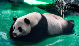 大熊猫玩耍的视频,大熊猫欢乐时光