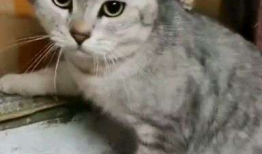猫咪短视频,猫咪短视频集锦