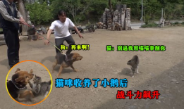 宠物搞笑视频,笑出腹肌的宠物日常