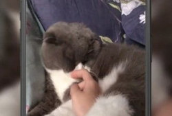 猫咪短视频,猫咪短视频集锦