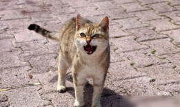 猫咪交配视频,揭秘交配过程