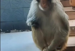 猴子的视频,视频捕捉灵长类动物趣味瞬间
