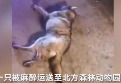 灰狼视频,探寻神秘生物的生存智慧与生态奥秘