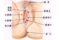 女人阴毛视频,阴毛的奥秘与护理