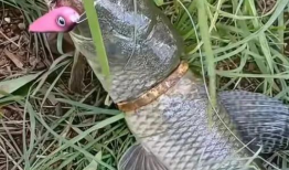 鱼视频,探索海洋生物的奇妙世界