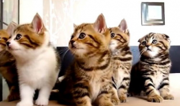 猫咪的视频,视频捕捉的可爱瞬间回顾
