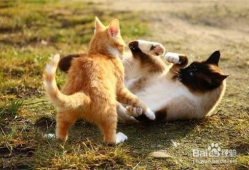 猫咪交配视频,揭秘交配过程