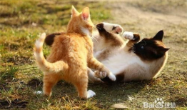 猫咪交配视频,揭秘交配过程