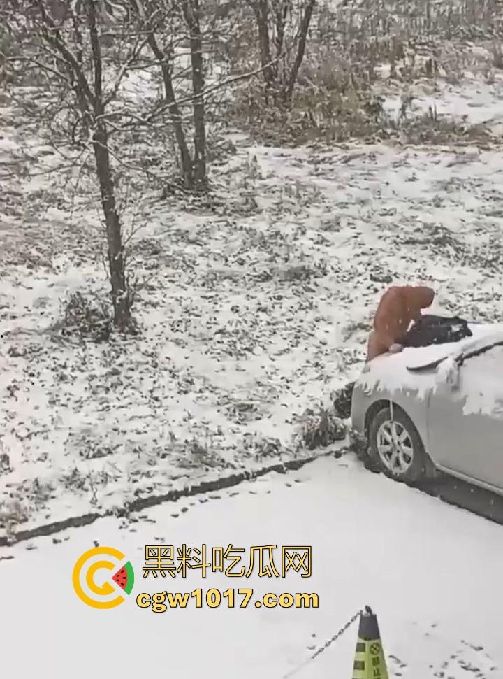 天寒地冻，大雪纷飞脱光户外开操引擎盖？冰雪热欲碰撞，性压抑爆棚狠人狂怼引擎盖，只能说是狠人！-5